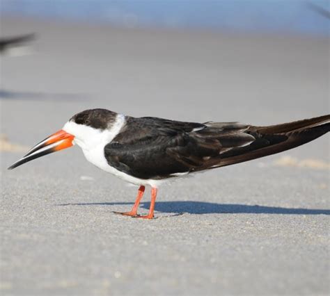 Black skimmer bird.png | FWS.gov