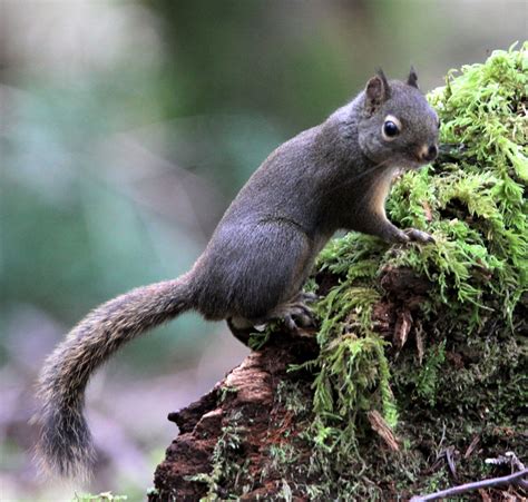 Genus Tamiasciurus Pine Squirrels — Coke Smith Wildlife