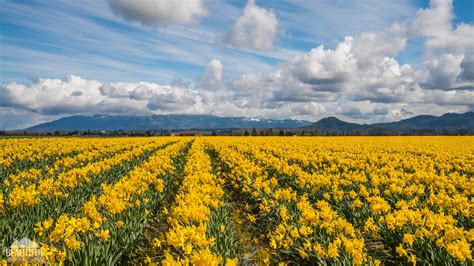 When Do Daffodils Bloom In Skagit Valley at Frank Keith blog