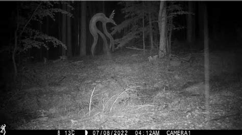 Image result for Tree Walker Monster
