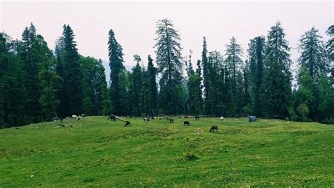 Phulara Ridge Trek: Offbeat Hill Station In Uttarakhand To Explore 2024