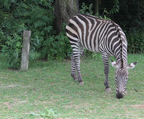 Hoorahoopti Away: Scovill Zoo-Decatur, IL