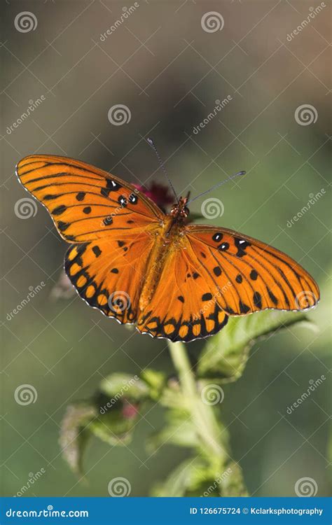 Gulf Fritillary Butterfly - Agraulis Vanillae Stock Photo - Image of america, butterfly: 126675724