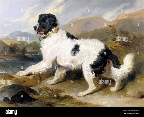 Lion: A Newfoundland Dog, 1824, Painting by Sir Edwin Landseer Stock ...