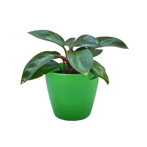 Indian Gardens - Philodendron live plant with Colour pot | indoor plant ...