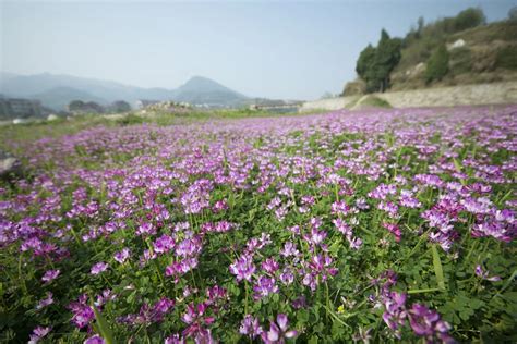 Unlock the Mystery of Astragalus: The Ancient Herb - GNC Live Well ...