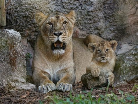 13 Adorable Moments Of Motherhood From The Animal Kingdom, That'll Make ...