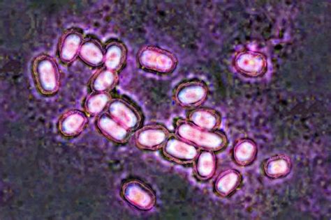 10 classic high-protein dishes made with matar (green peas)