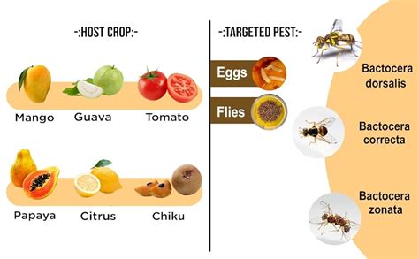 Chipku Fruit Fly Lure Pack of 5 for Fruit Fly Insect Trap for ...