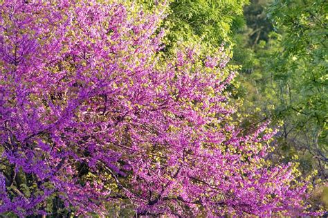 Texas Native Plants List: Your Complete Guide to Local Flora