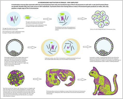 X Inactivation Mammals Out Of The Silence: Insights Into How Genes