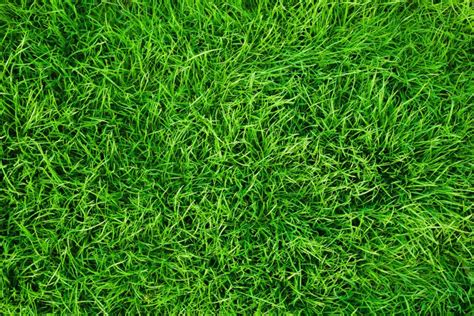 Macchinetta tagliaerba: per ogni prato, il suo tosaerba  