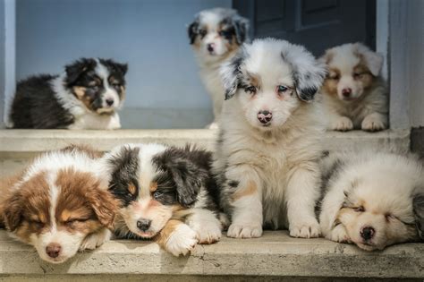 Australian Shepherd Colors: Explore Their Stunning Coats!