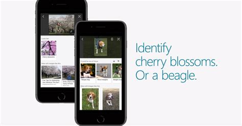 Bing Visual Search 的图像结果