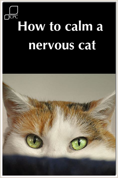 Image result for Help Me Cat