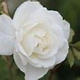 Image result for Iceberg Climbing Rose Care