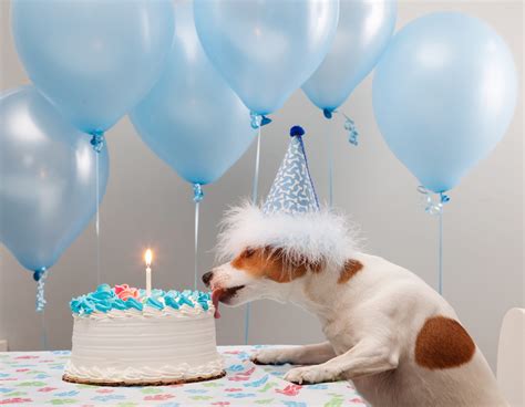 Happy Birthday Dog Memes