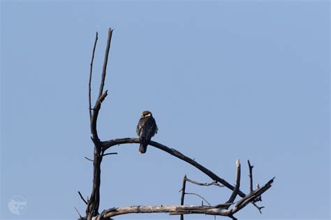 Winged Wonders of Bharatpur – Shashanka Nanda