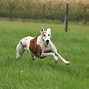 Image result for Fast Dog On Earth