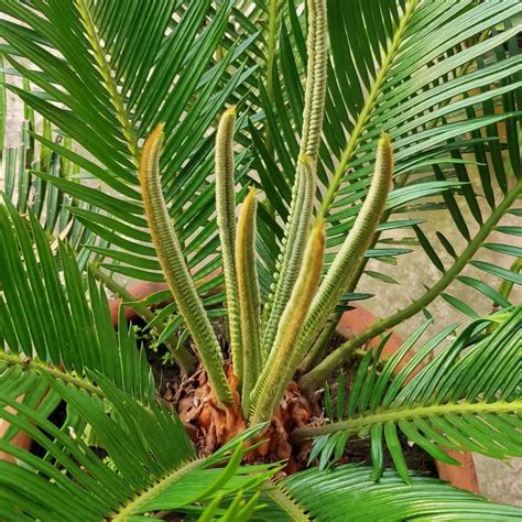Caring for Your Sago Palm: Easy Tips & Tricks