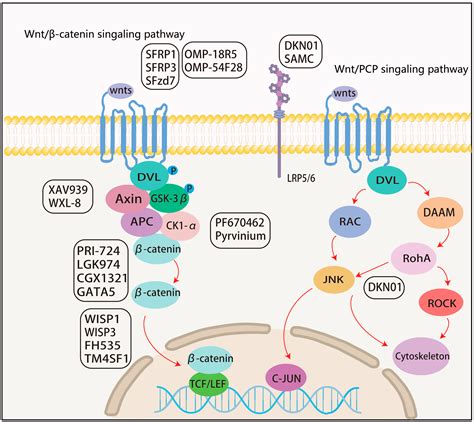 Wnt Signaling in Hepatocellular Carcinoma: Biological Mechanisms and ...