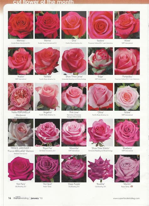 Pink roses - flower classroom: 2013 New Rose Varieties, published in ...