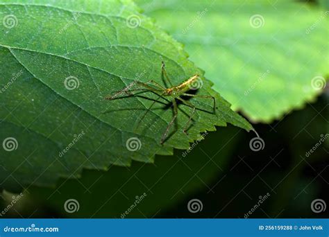 Small Green Assassin Bug Waiting for Prey on a Leaf Stock Photo - Image ...
