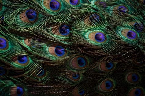 Peacock tail texture beautiful pattern | Premium Photo