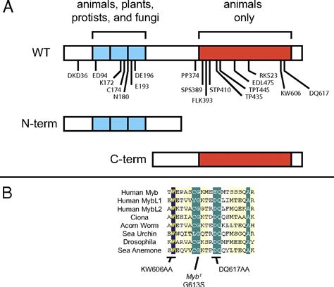 Animal-specific C-terminal domain links myeloblastosis oncoprotein (Myb ...