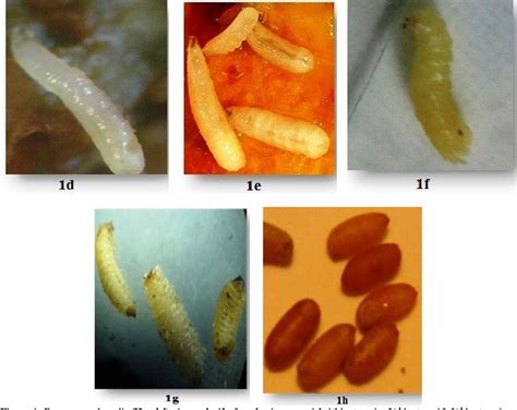 Fruit Fly Larvae Stages