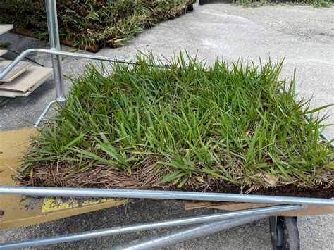 Everything you need to know about Bahia grass in Florida – Smart Sod