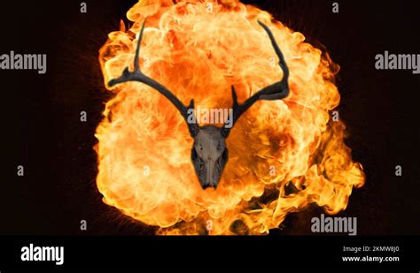 Image result for Exploding Deer Skull