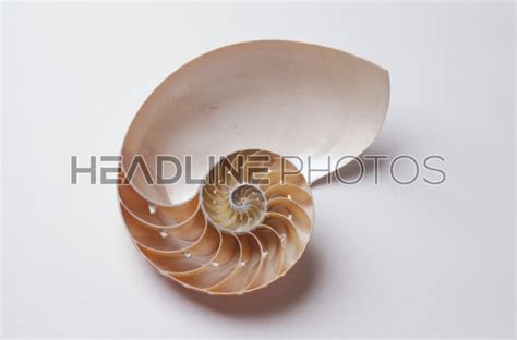 Image result for Fibonacci Shell