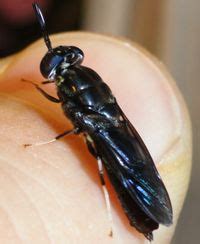 Black Soldier Fly (PA Technology) - energypedia