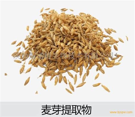 麦芽粉 麦芽提取物 麦芽速溶粉招商 招商 - 21保健品网