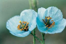 Image result for Himalayan Blue Poppy