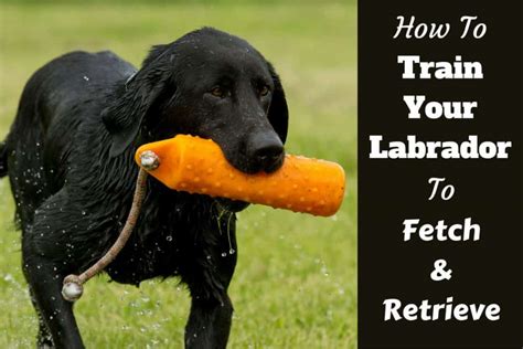 Image result for Labrador Force Fetch