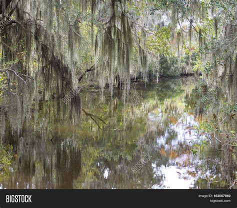 Swamp Moss 的图像结果