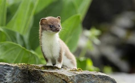 Image result for Stoat Predators