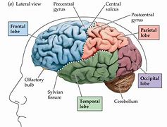 frontal 的图像结果