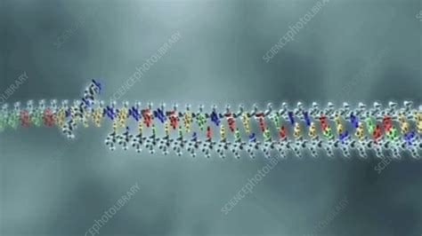 Animation DNA Replication Steps 的图像结果