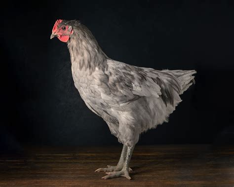 Jersey Giant Chicken Size Comparison at Meg Mullen blog