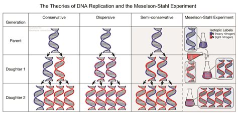 Experiment Von Meselson Und Stahl