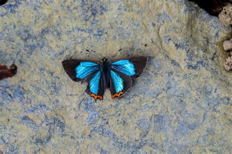 Heliophorus moorei tytleri | Butterfly