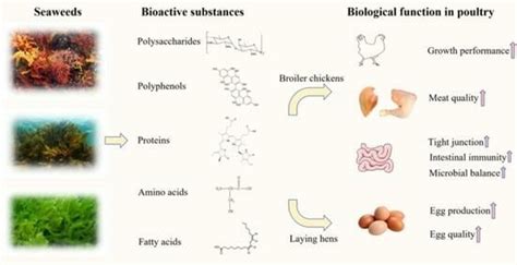 Unraveling of Seaweed Bioactive Substances and Their Nutritional ...