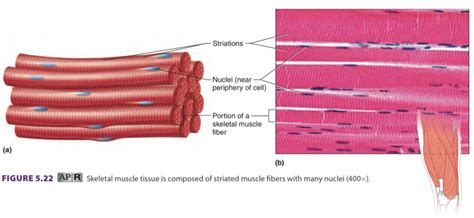 Skeletal Muscle Tissue Diagram | Quizlet