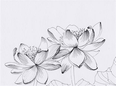 Local Sources Line Art 的图像结果