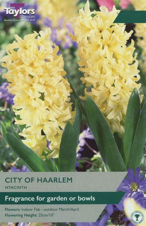 Taylors Bulbs Hyacinth City of Harlem 5 pack – Trowell Garden Centre