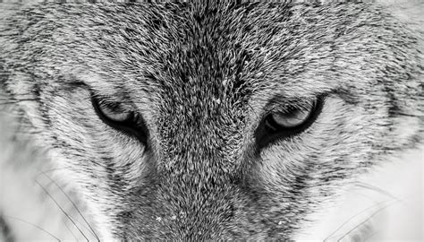 Image result for Gray Wolves Yellowstone