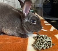 Image result for Baby Bunny Care Kit